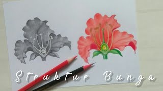 GAMBAR BAGIAN BAGIAN BUNGA||GAMBAR STRUKTUR BUNGA|Cara Menggambar Bagian Bagian Bunga