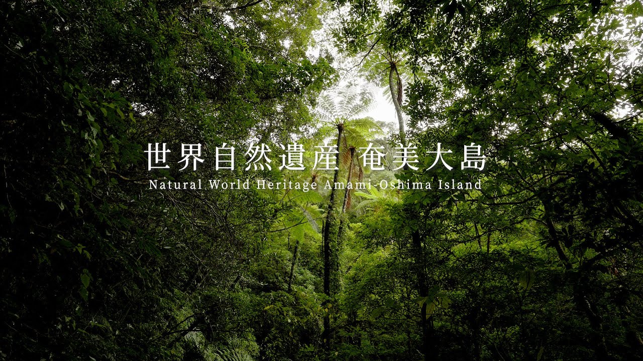 奄美大島 | 世界自然遺産 奄美・沖縄