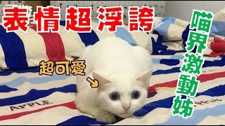 【豆漿 - SoybeanMilk】超誇張的表情跟動作 喵喵激動姊登場!! 【豆漿 - SoybeanMilk】超誇張的表情跟動作 喵喵激動姊登場!!