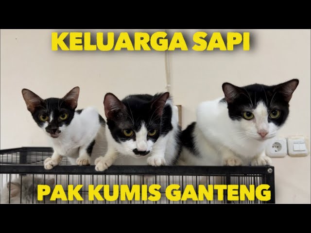 KABAR SEMUA KUCING YANG ADA DI RUMAH KUCING YATIM class=