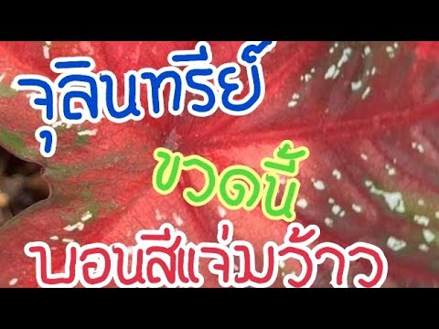 จุลินทรีย์ขวดนี้บอนสีสวยแจ่มแตกกอพุ่มใหญ่พุ่มโต!!![สองพี่น้องพาเพลินChannel]