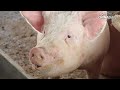 Lao Si and His Pigs