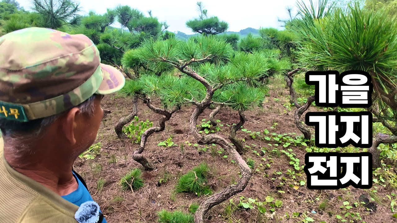 소나무 가을 가지 전지, 이렇게 하면 좋아유 (적송 소나무 가지 정리)