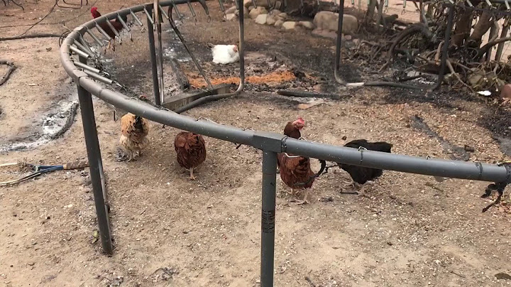 On assignment today I discovered a dozen roosters who survived the California Fire in Ojai