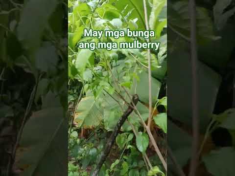 May mga bunga ang mga mulberry #buhayprobinsya #mulberry #bunga #bakuran