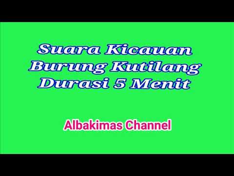Suara Burung Kutilang Durasi 5 Menit (Audio Official) 