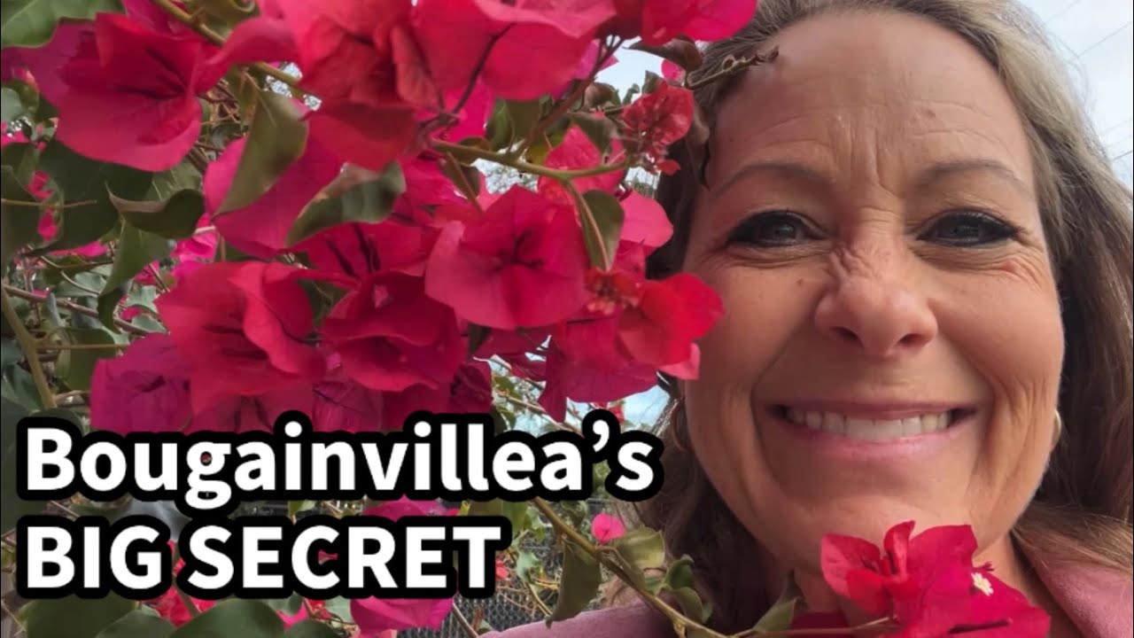 518 — Большой секрет бугенвиллеи | Наука о её великолепных «поддельных» цветах
