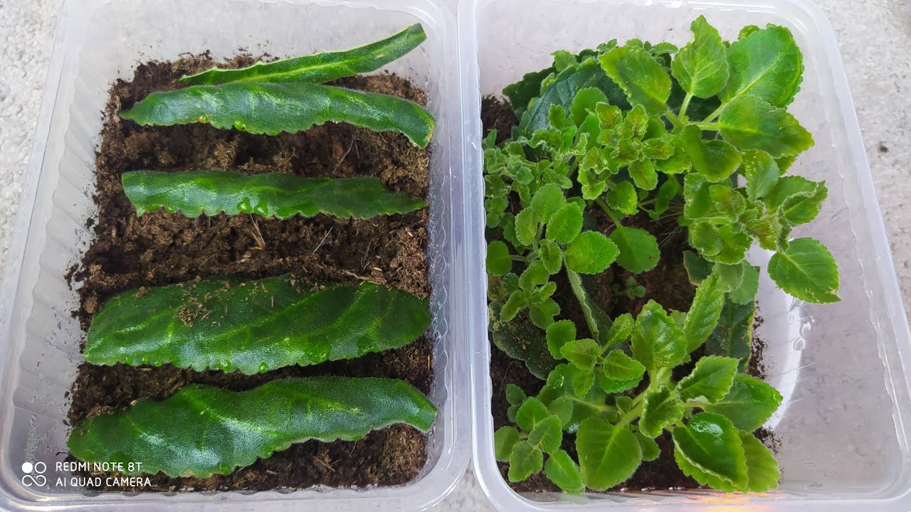 Детки с фрогмента листа Глоксинии.Очень много деток .