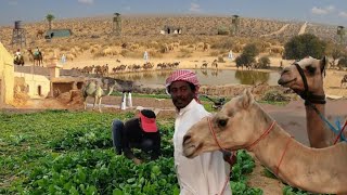 Saudi Arabia Village LifeStyle Inside The Rural Area | The Real Beautiful Unseen Saudi Village