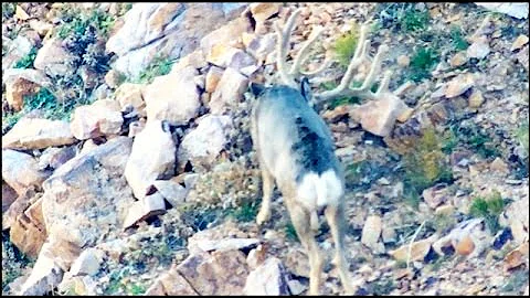 ZAC GRIFFITH UTAH NON-TYPICAL MULE DEER, "SPLIT"