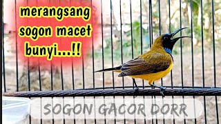 MERANGSANG SOGOK ONTONG MACET BUNYI LANGSUNG GACOR    #pancingansogokontong #sogongacor #sogokontong