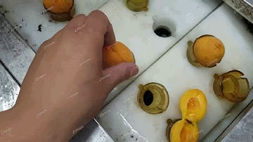 Apricot Pitting Machine/Automatic apricot core remove machine