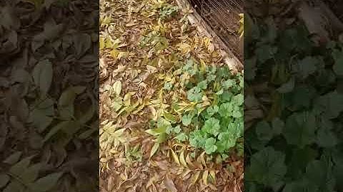 Qaib. Lost & Found Hen. Lol 😂