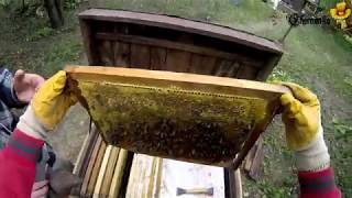 20170827 Осмотр - Пасека с нуля. Видео дневник начинающего пчеловода...