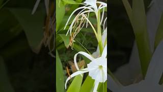 spider lily flowers #youtubeshorts #shorts #nature #garden