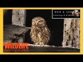 Little Owls Wildlife Photography With The Nikon D500 And D850