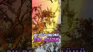 Ben O Kara Kıza Yar Olamadım - Adem Bacel Resimi