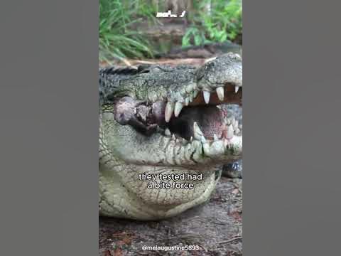 The Strongest Bite Force / Saltwater Crocodile #crocodile - YouTube