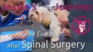 Watch this if you need exercises at home to help your dog recover from spinal surgery. by The Dog Wellness Centre 880 views 1 year ago 2 minutes, 14 seconds