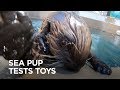 Sea Otter Pup Tries New Toys