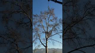 Pine Tree Removal Tucson