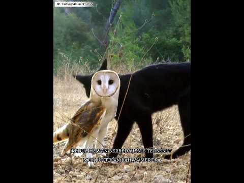 Video: Apakah burung hantu akan memakan kucing?