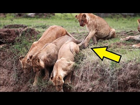 Video: Ali levja griva prekinja post?
