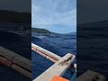 Balut Island