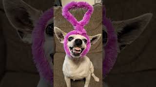 Tinky Winky, Dipsy, Laa laa, Po #teletubbies #chihuahua #dogs #funny