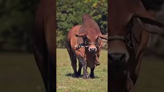 Islamic video #subscribe please#viral#trend#love #sunset