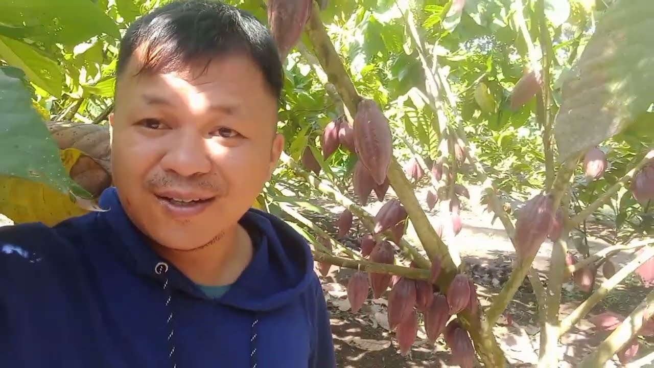 Buah Kakao Sulawesi 2 Lebat Bikin Bahagia.