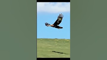 سورة_الإخلاص #ikhlas #egzonibrahimi #explore #islamicprayer #love #imranjazbaat#foryou #sorts