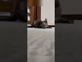 【保護猫】子猫の成長の早さを10秒にまとめてみた#shorts #short #kitten #保護猫 #ヒカキン