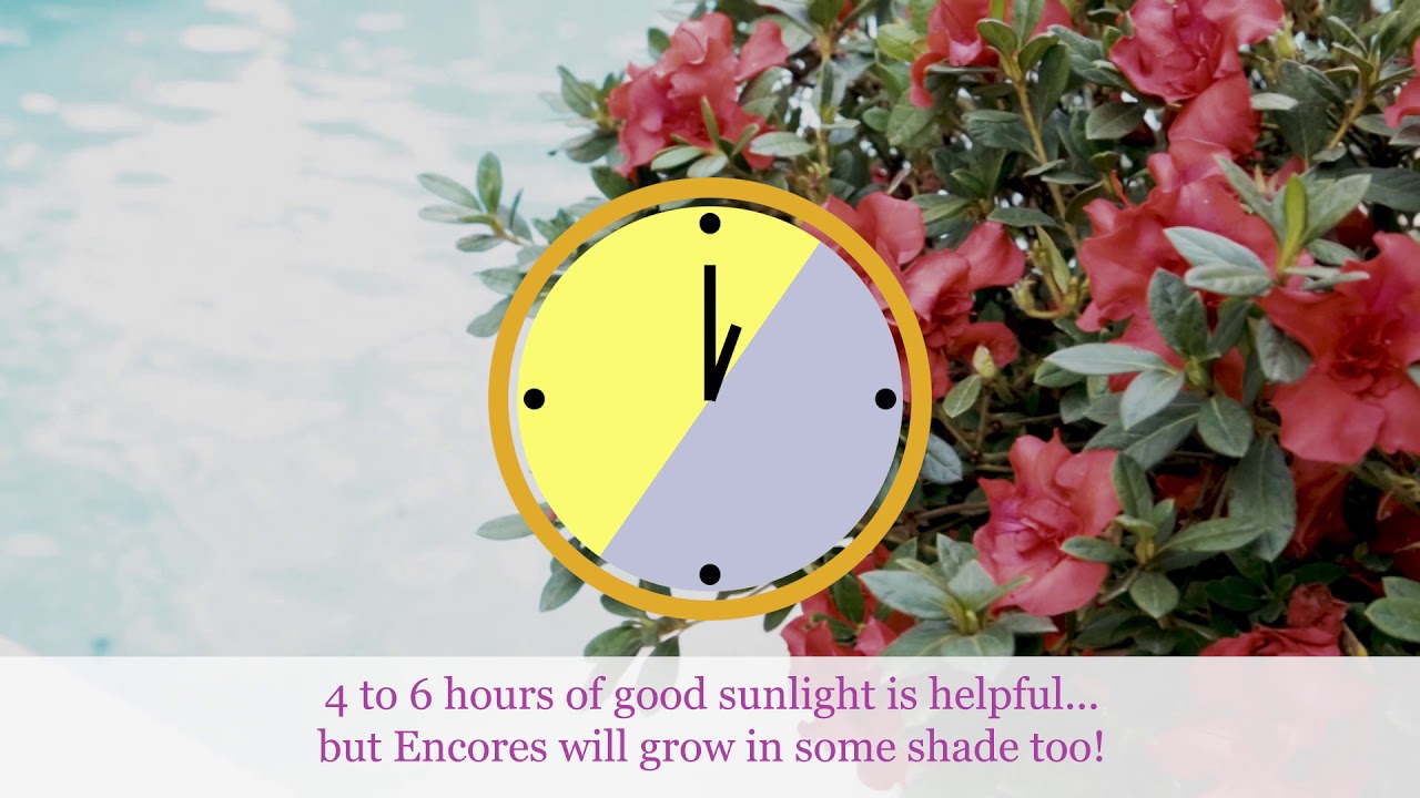 Understanding Sun Exposure For Your Reblooming Encore Azaleas YouTube