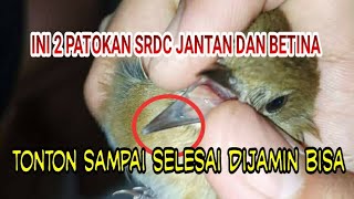 patokan perbedaan srdc jantan dan betina ada 2 di sini#srdcbali