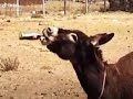 أجرى يلا أجرى يلا