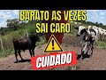 Diferença entre um Bezerro Anelorado e Leiteiro