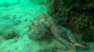 Octopus Going to the Loo Excretes Underwater 'Silly String'