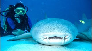 Ныряем с акулами и мантами в дайвинг-сафари на Мальдивах!