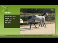 Dappled gray mare for sale  bits  bytes farm