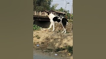 Thumbnail of "Morning Song by 🐕black & white"_24|03|2022 😘😂
