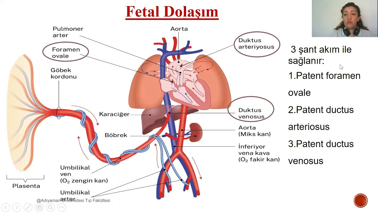 yenidoğan fizyolojisi