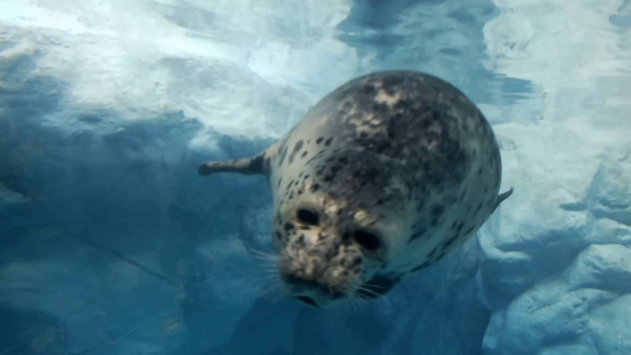 Cute Animal Caspian Seal 可愛い動物 カスピカイアザラシ Youtube