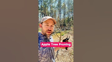 Apple Tree Pruning #shorts #fruittrees #pruning #appletree #growyourownfood #fruitplants