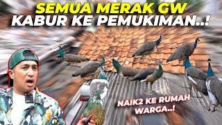 PANIKKK..!! SEMUA MERAK GW KABUR KE PEMUKIMAN..!!