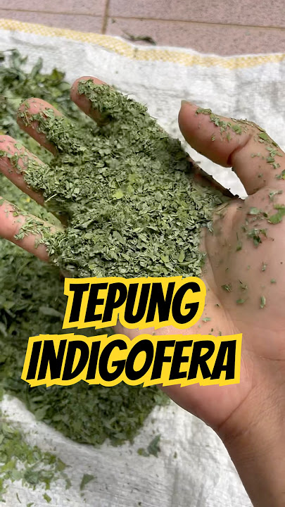 Membuat tepung indigofera untuk pakan ayam #kokkalai #2024 #indigofera