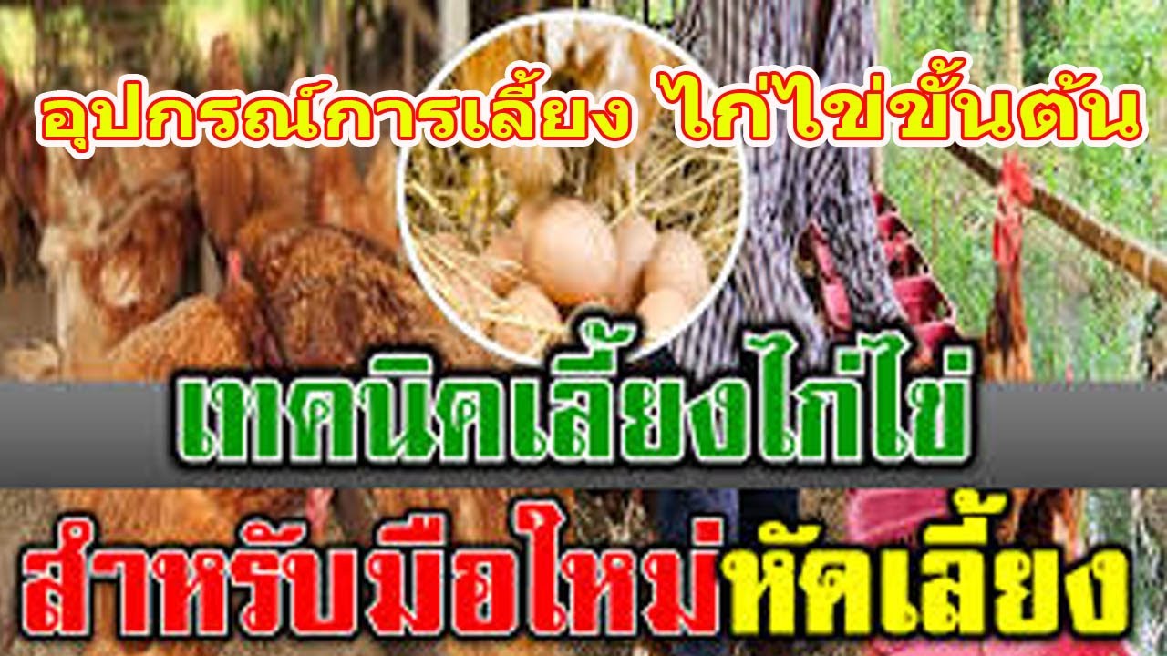 อุปกรณ์เลี้ยงไก่ไข่แบบยืนพื้น ที่ต้องเตรียมขั้นต้นสำหรับมือใหม่/ผู้พัน ขาประจำ/