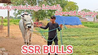 బుక్కరాయసముద్రం సీనియర్స్ విభాగానికి వస్తున్నాయి SSR బుల్స్ 