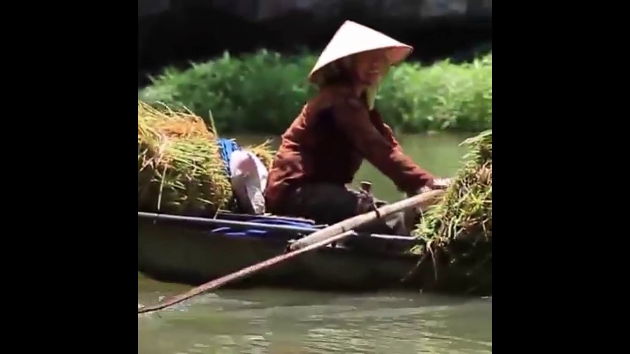 ninh bình mùa lúa chín Update 2022 Tam Cốc mùa này lúa chín vàng, đẹp nín thở! Ninh Bình