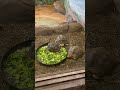 How does a firefighter know you have a tortoise or turtle to rescue?! 🐢